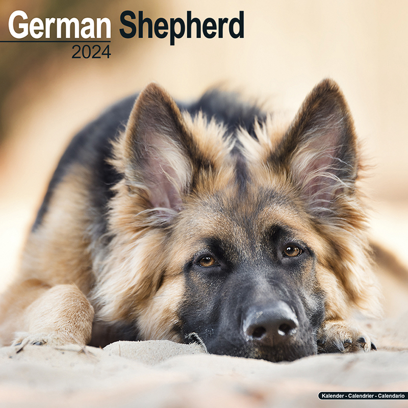 Kalender 2024 Deutscher Schäferhund - German Shepherd