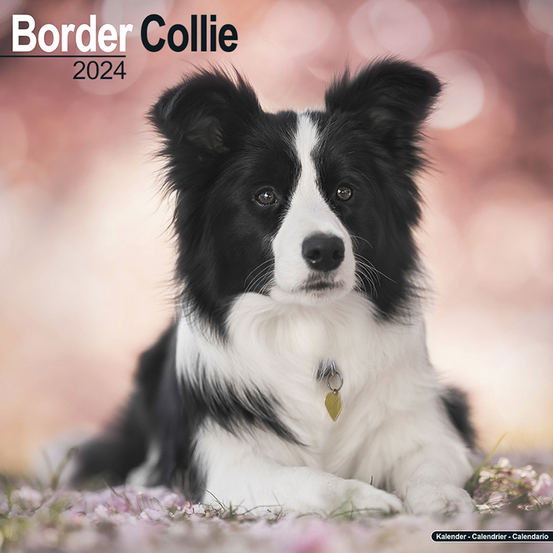 Calendar 2024 Border Collie