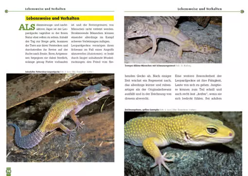 Der Leopardgecko