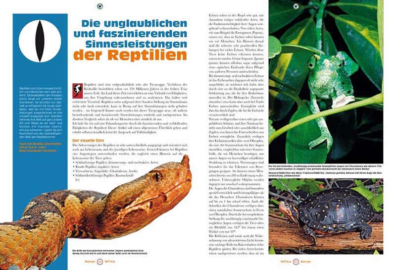 Reptilia 125 - Madagassische Grosskopfgeckos - die Gattung Paroedura