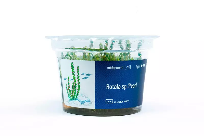 Rotala macrandra sp. 'Pearl'