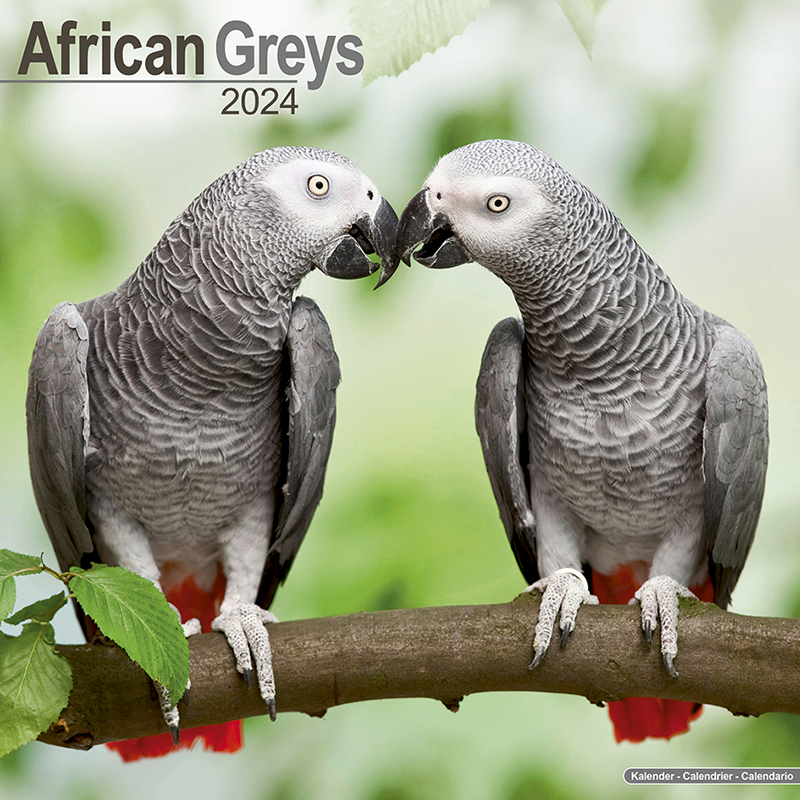 Calendar 2024 African Grey - Grey Parrot