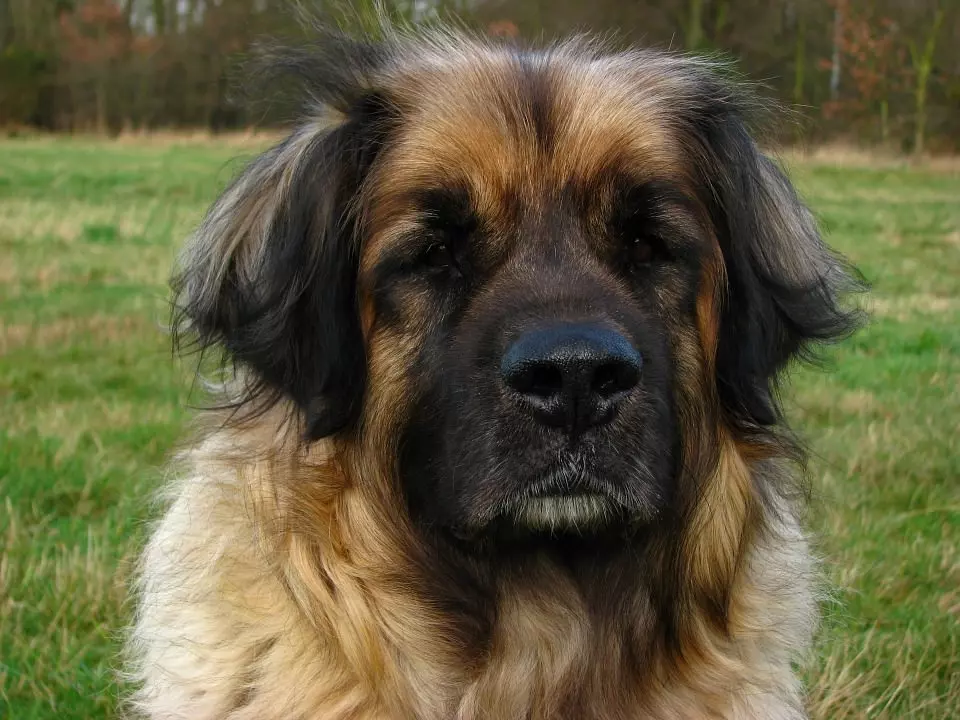 leonberger57c93537036b9 Leonberger