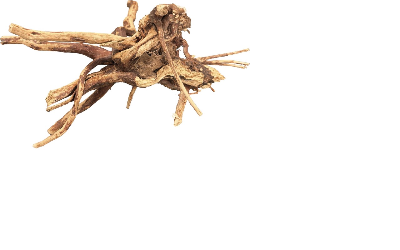 BIO ART SPIDER WOOD 10-15 CM