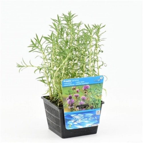 Pianta acquatica in un vaso quadrato nero con etichetta blu su sfondo bianco.