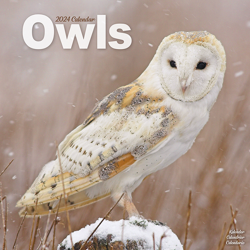 Kalender 2024 Eulen - Eule - Owls