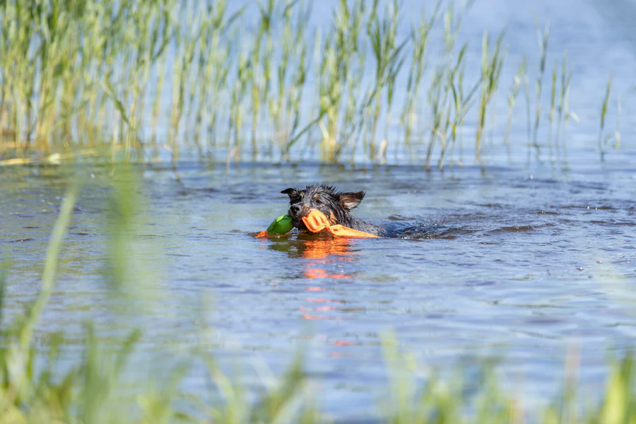 Swimming duck made of polyester