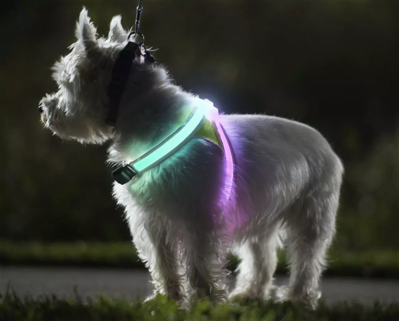 lighthound-leuchtgeschirr-klein Noxgear Lighthound Geschirr
