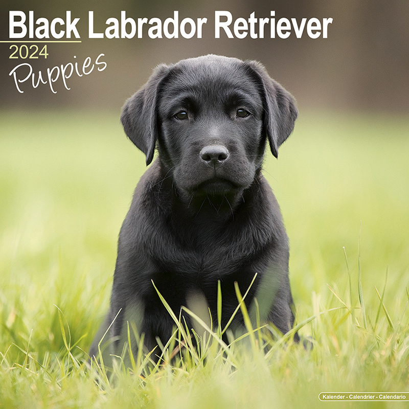 Kalender 2024 Labrador Retriever Welpen - black