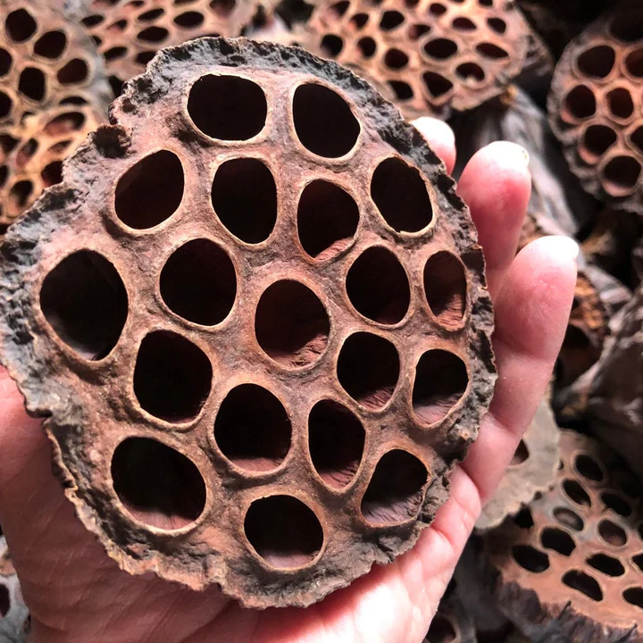 Eine Hand hält eine getrocknete, braune Lotus-Samenkapsel. Sie ist rundlich, rau und hat viele symmetrische, leere Löcher, die einst Samen enthielten. Im unscharfen Hintergrund sind ähnliche Kapseln zu sehen.