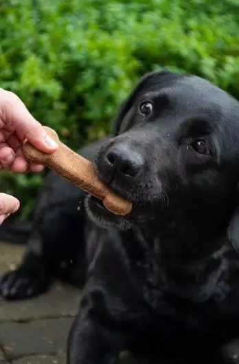 Snack insectes Bugbone Snack insectes Bugbone