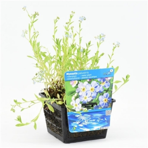 Myosotis en pot avec étiquette de plante sur fond blanc.