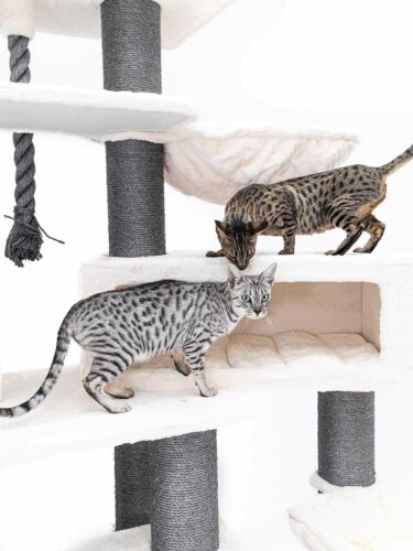 Due gatti Savannah maculati esplorano un tiragraffi bianco a più livelli. Un gatto dal manto tigrato argento con gli occhi verdi corre davanti, mentre uno dal manto marrone maculato annusa il pavimento dietro di lui. Con tronchi in sisal grigio.