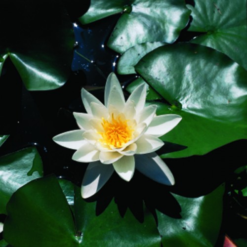 Teichpflanzen - Seerose Alba - weiss