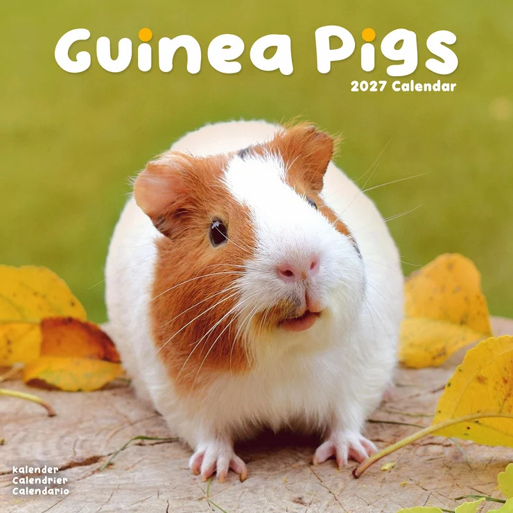 Kalender 2027 Meerschweinchen - Guinea Pig