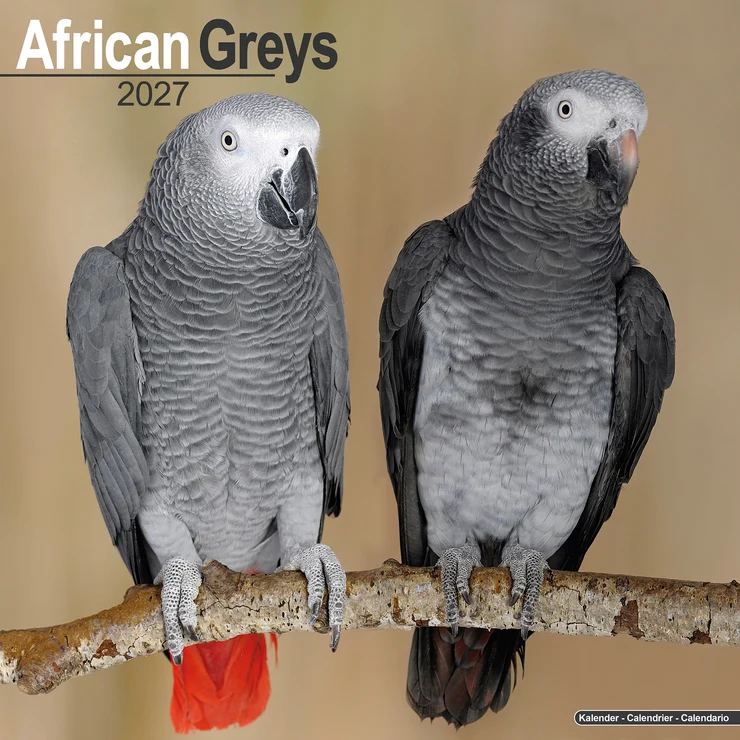 Kalender 2027 African Grey - Graupapagei