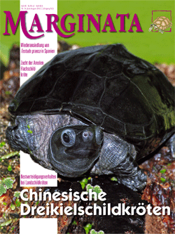 Marginata 35 - Chinesische Dreikielschildkröte