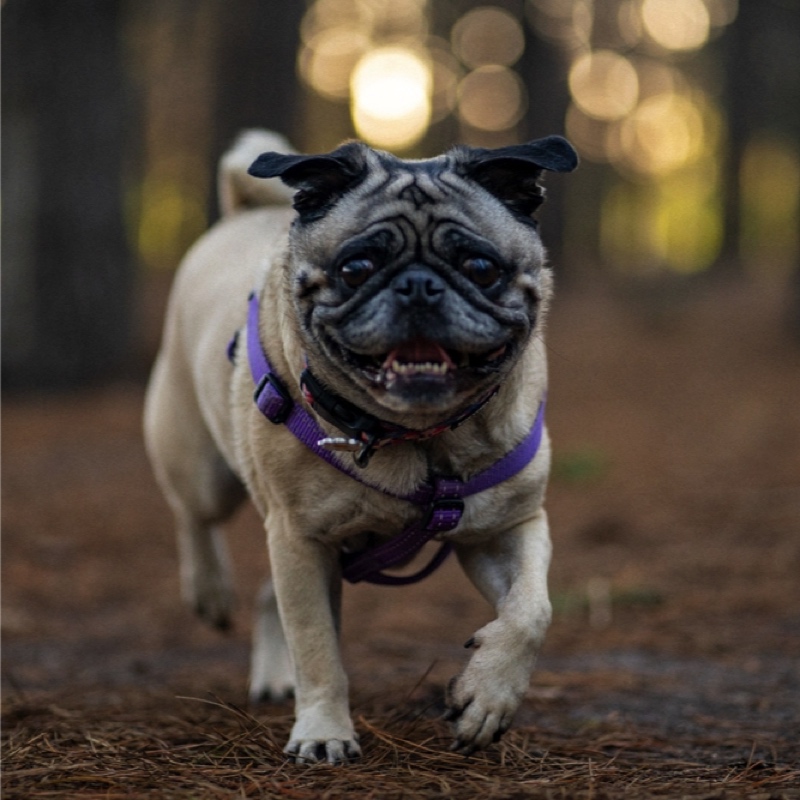 Lächelnder Mops mit lila Geschirr läuft auf Kiefernnadeln zu.