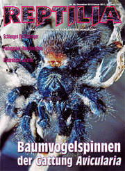 eptilia 86 - Baumvogelspinnen der Gattung Avicularia