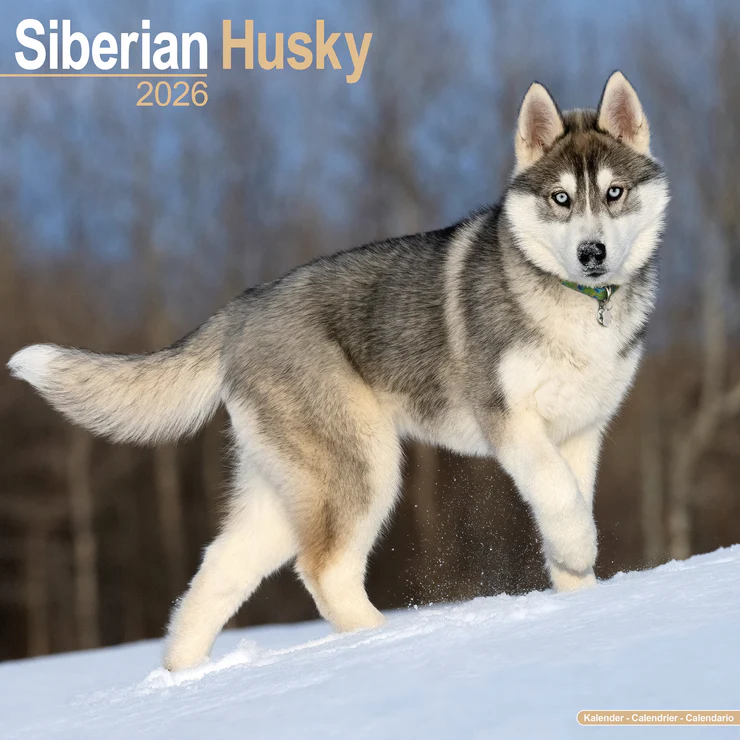 Calendrier 2026 Husky sibérien