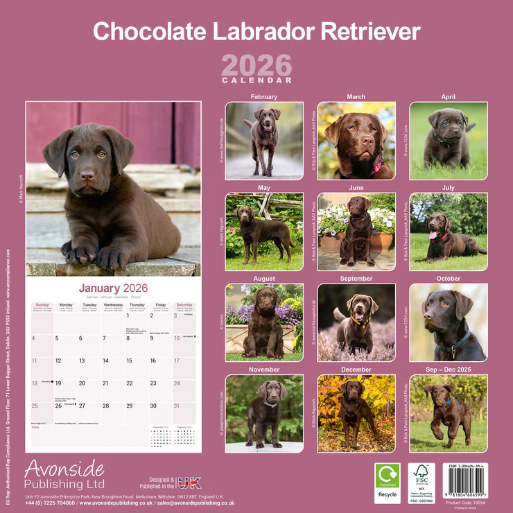 Calendar 2025 Labrador Retriever brown (Chocolate) Calendar 2025 Labrador Retriever brown (Chocolate)
