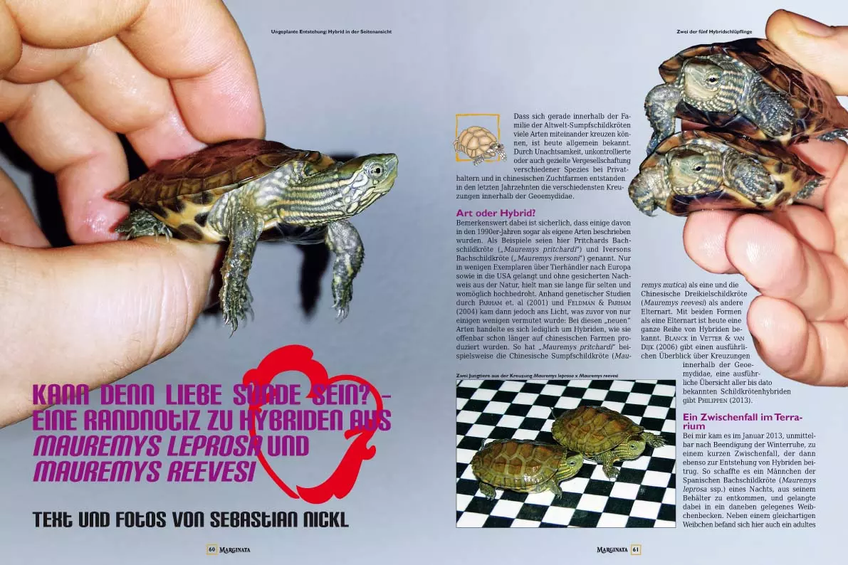 marginata-44-europaeische-landschildkroeten-4 Marginata 44 - Europäische Landschildkröten in der Natur beobachten