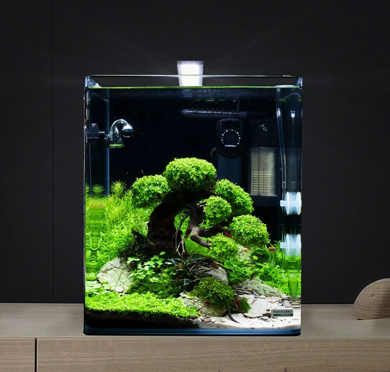 Dekor Bonsai Box Dekor Bonsai Box