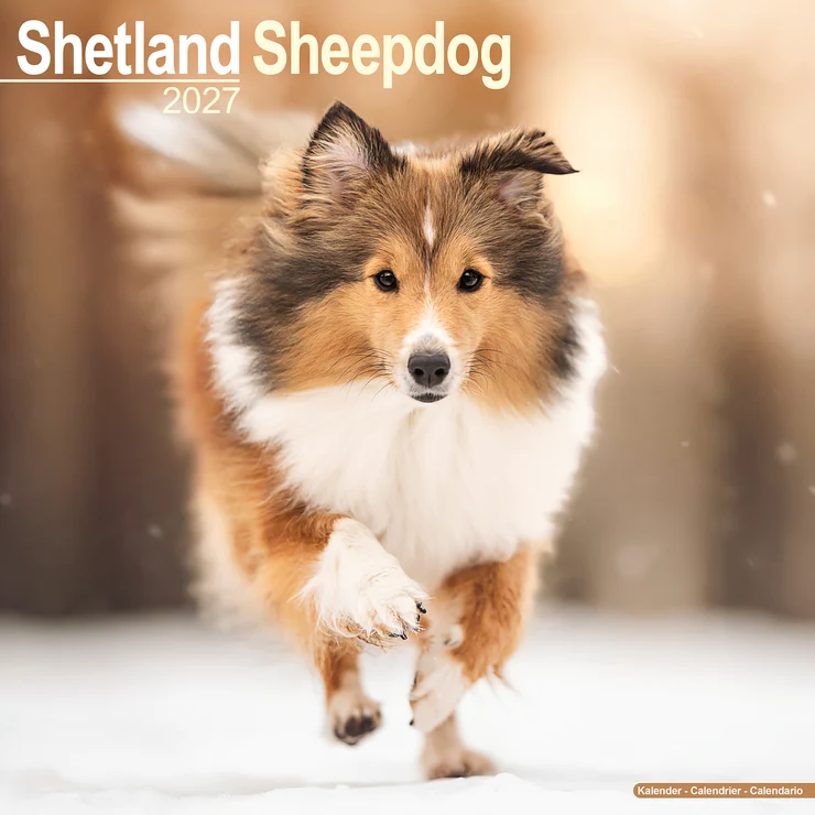 Kalender 2027 Shetland Sheepdog