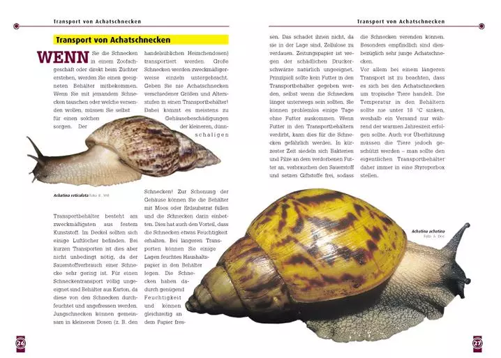 Die Achatschnecke