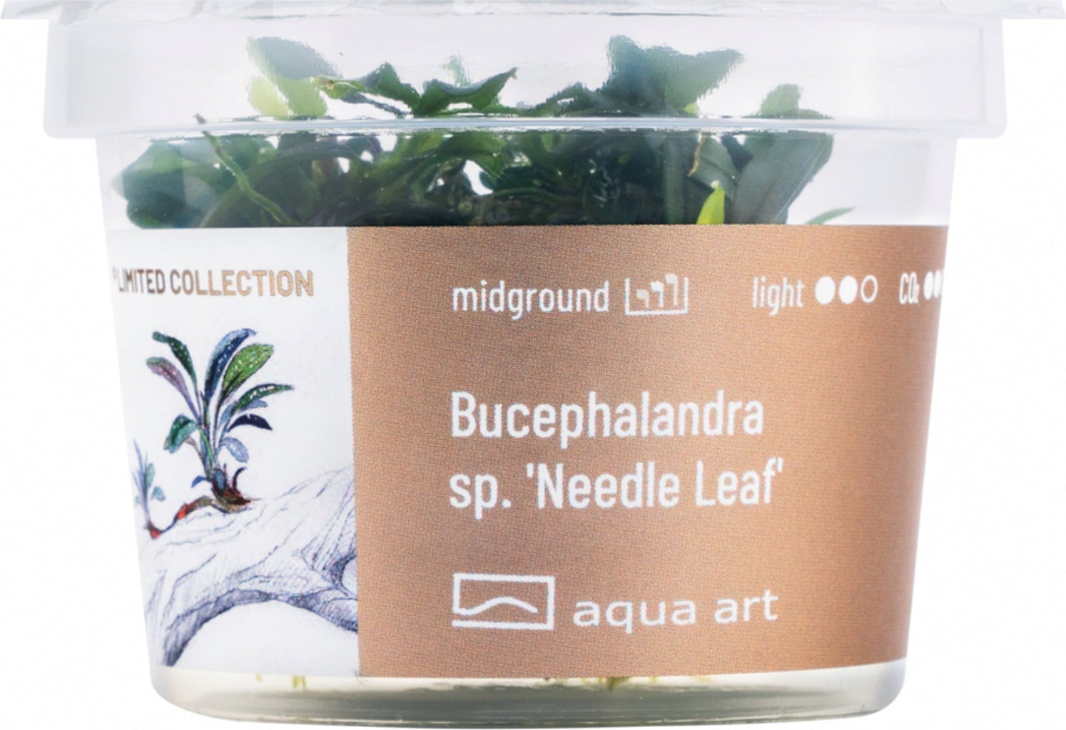 Bucephalandra sp. Needle leaf Bucephalandra sp. Needle leaf