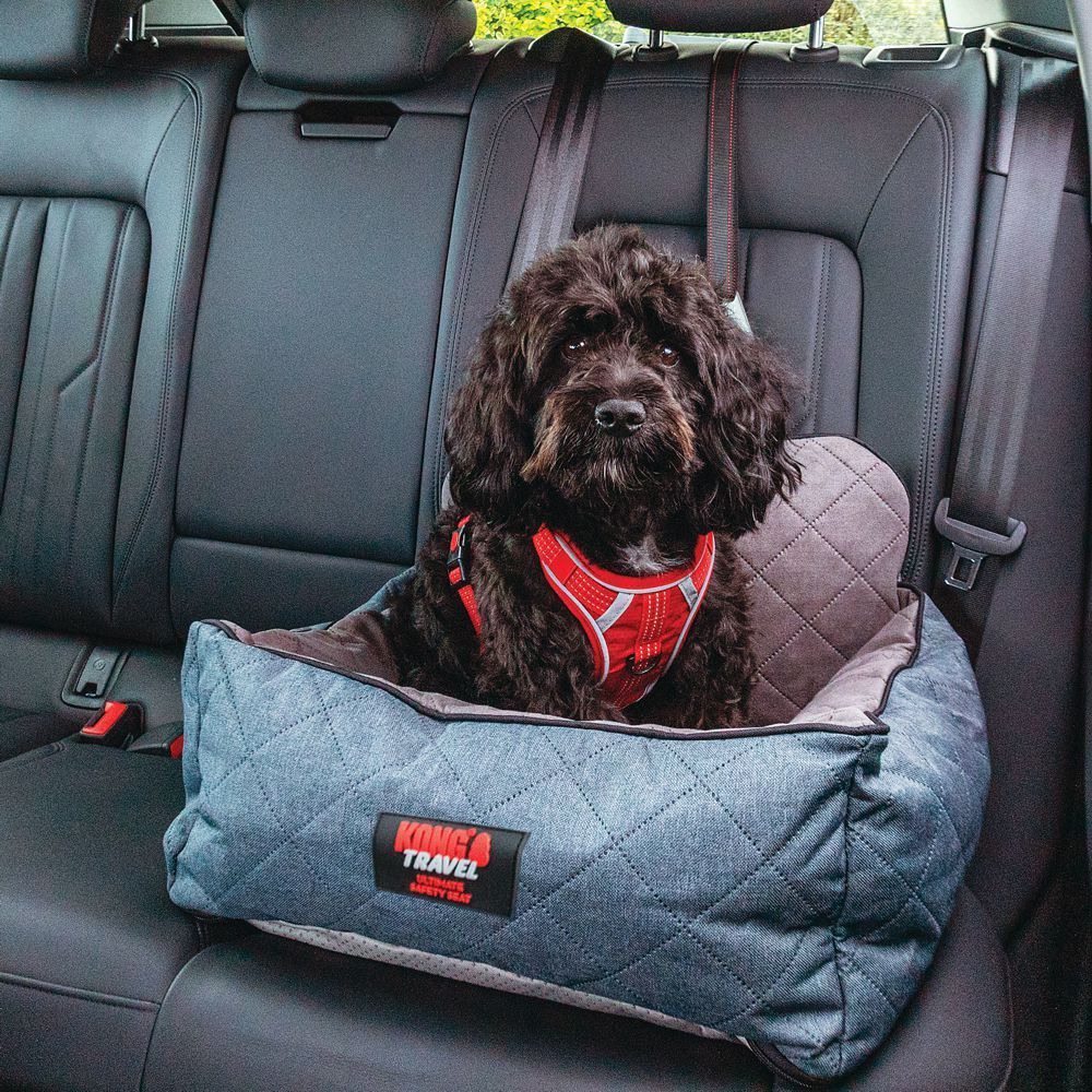 Ein kleiner schwarzer Hund mit lockigem Fell sitzt sicher und aufmerksam in einem grauen, gesteppten Autositz auf der Rückbank. Er trägt ein rotes Geschirr mit Reflektoren, am Gurt befestigt. Der Sitz bietet Komfort und Schutz.