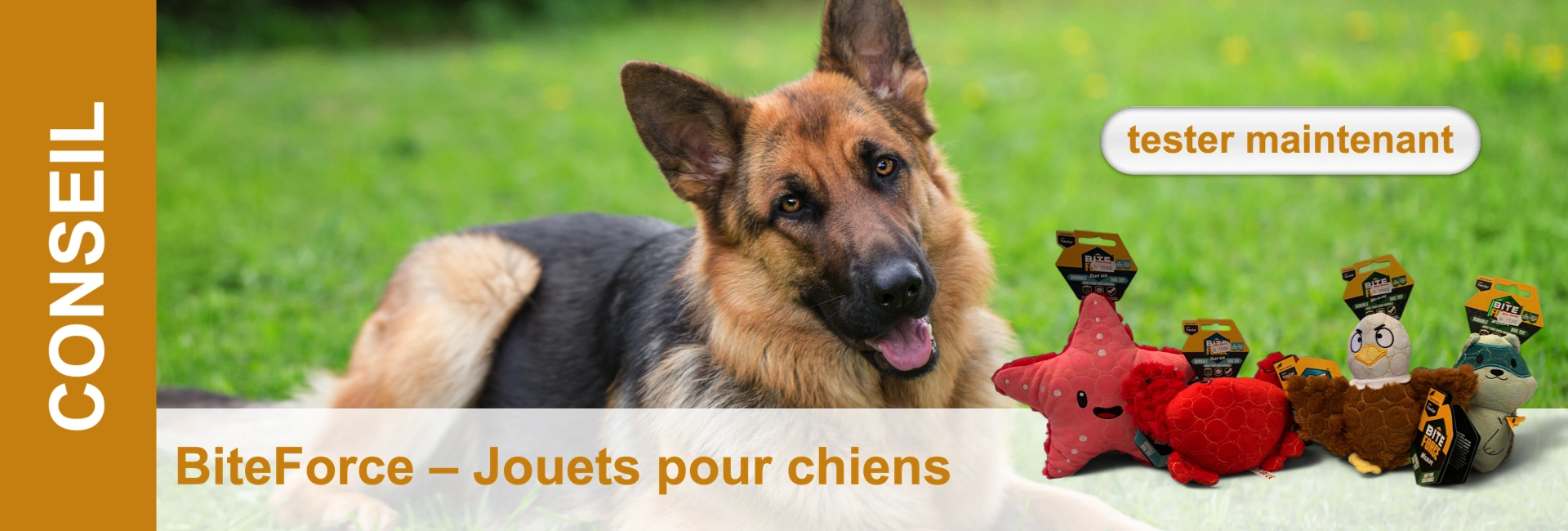 Un berger allemand est allongé sur une pelouse verte à côté d'une sélection de jouets pour chiens.
