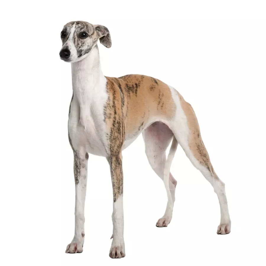 Whippet