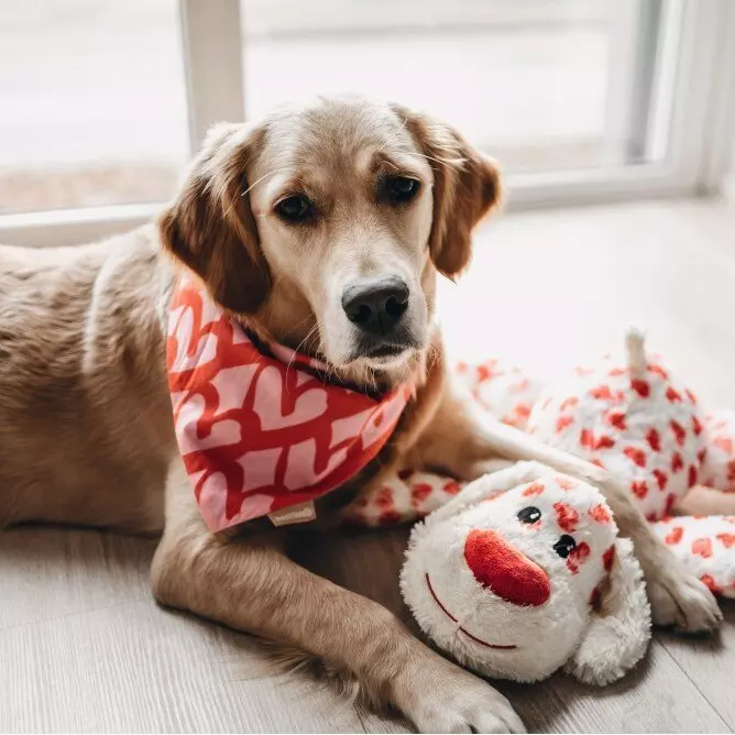 Plüschund XL Plüschund XL
