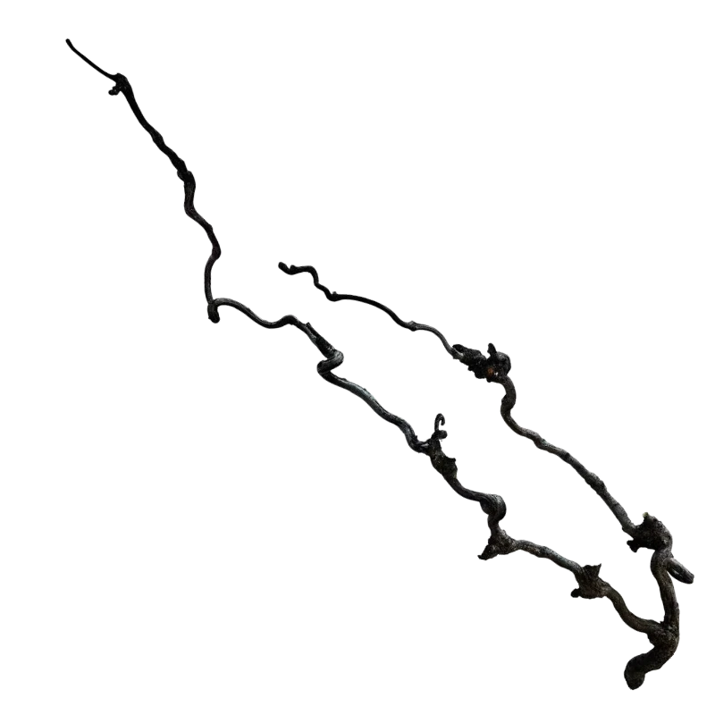 Un ramo di vite Repto, fortemente ramificato, in diagonale su sfondo nero. La superficie del prodotto naturale è ruvida e offre diverse possibilità di arrampicata. Il tralcio è lungo circa 60-80 cm ed è naturale.