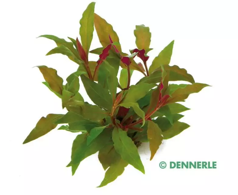Alternanthera reineckii ROT - Breitblättriges, rotes Papageienblatt