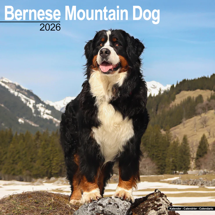 Calendar 2026 Bernese Mountain Dog - Bernese Mountain Dog