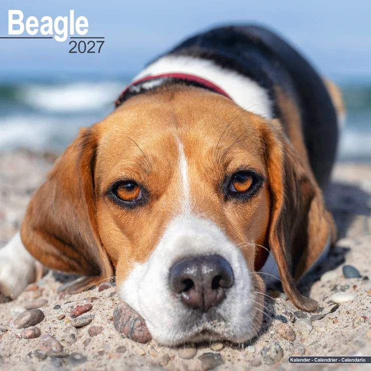 Calendrier 2026 Beagle