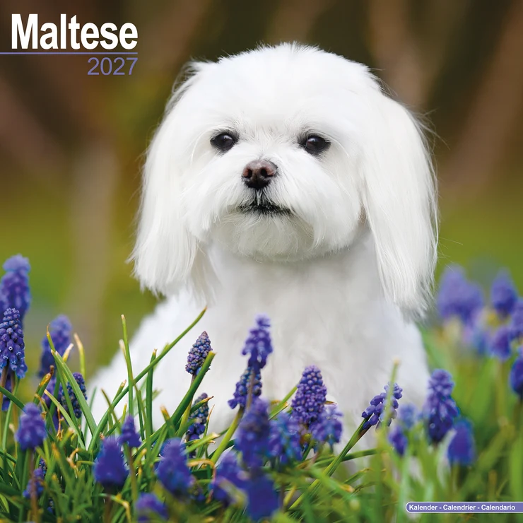 Calendario 2026 Malteser - Maltese