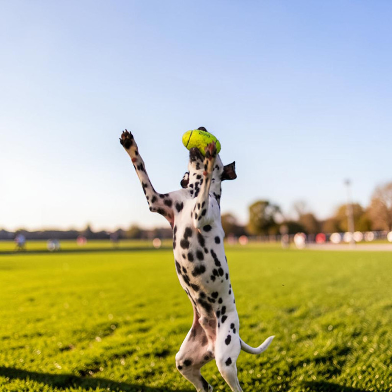 KONG Air Squeaker Football