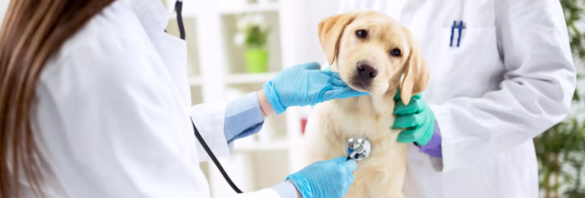 VET Tierarztfutter Hunde VET Tierarztfutter Hunde