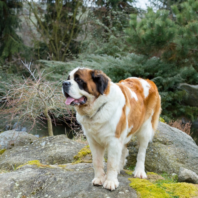 Ein grosser, braun-weisser Bernhardiner steht auf einem Felsen.