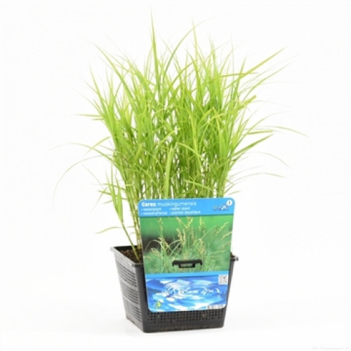 Grünes Ziergras in einem schwarzen, quadratischen Topf vor einem weißen Hintergrund. Ein Etikett steckt in der Erde.