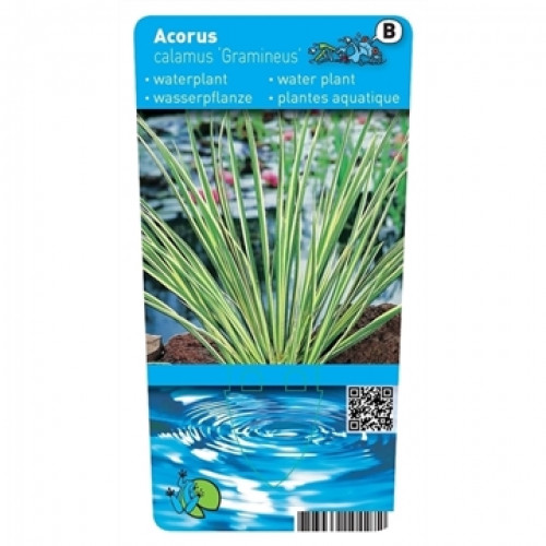 Label of an aquatic plant with green, elongated leaves with white stripes. Below is a light blue area with waves and QR code.