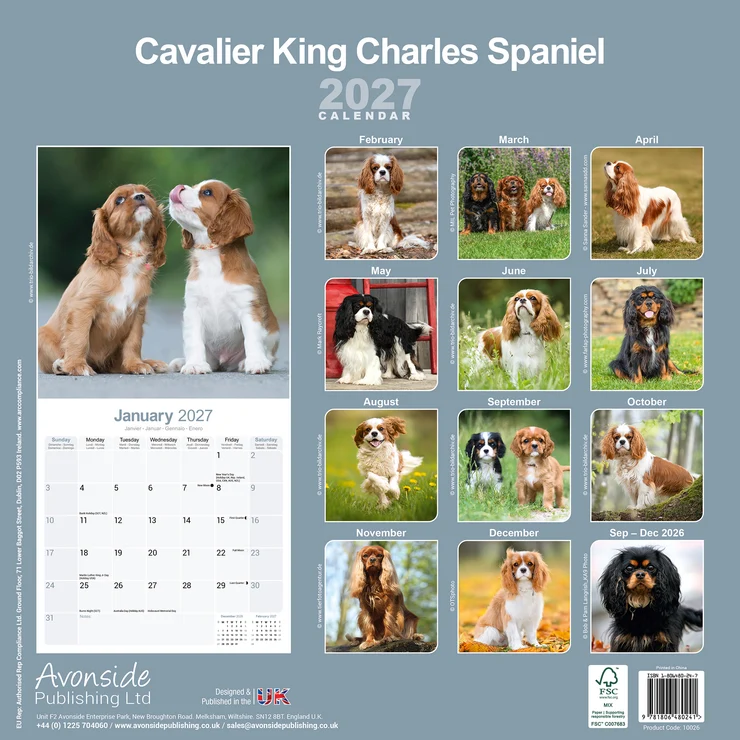 Kalender 2027 Cavalier King Charles Spaniel