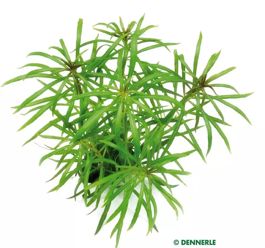 Dennerle Pogostemon stellatus spec. - Sternrotala grob
