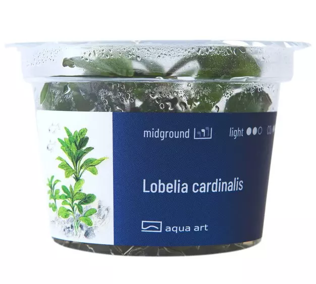 Lobelia Cardinalis