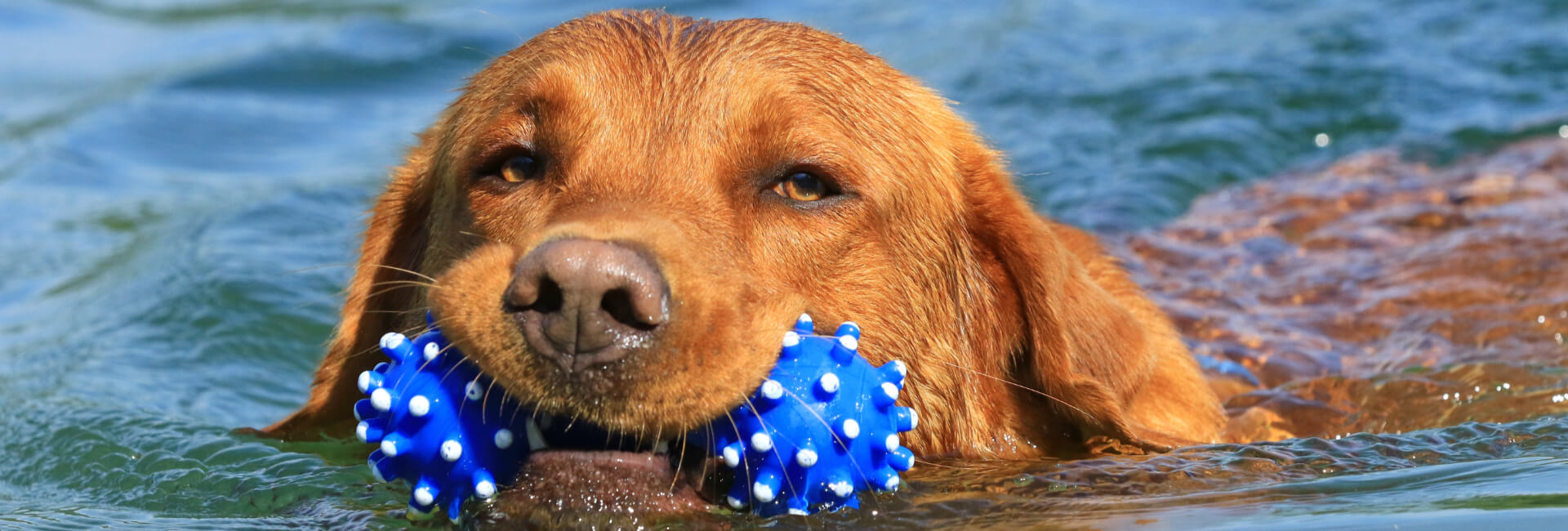 Hunde Spielzeug Schwimmspielzeug