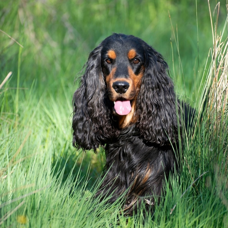 Ein English Cocker Spaniel mit langem, gewelltem, schwarz-braunem Fell sitzt im hohen Gras und blickt direkt in die Kamera.