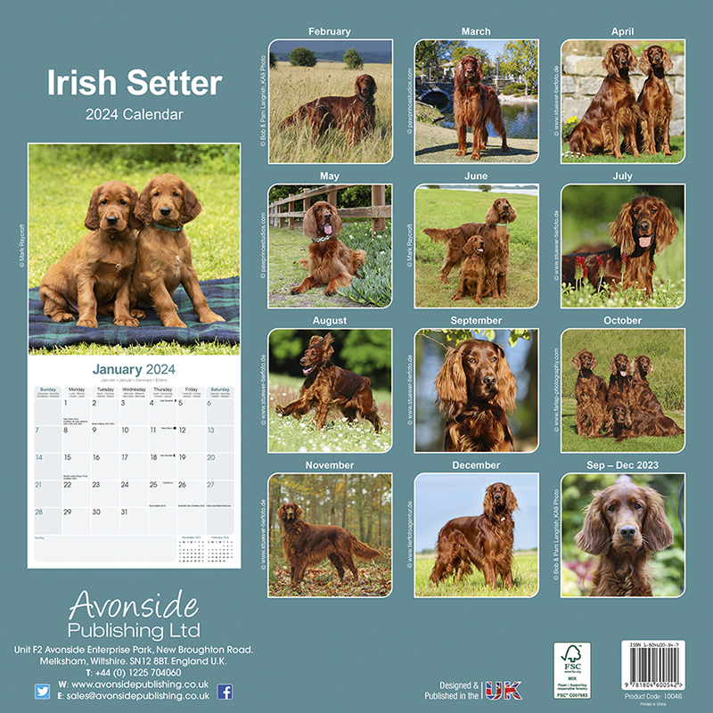 Kalender 2024 Irish Setter